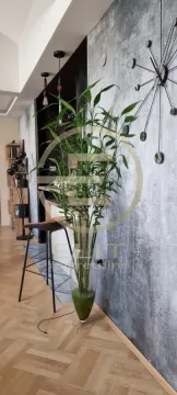 Living room with a modern wall finish, decorative clock, and green plant. - image 5
