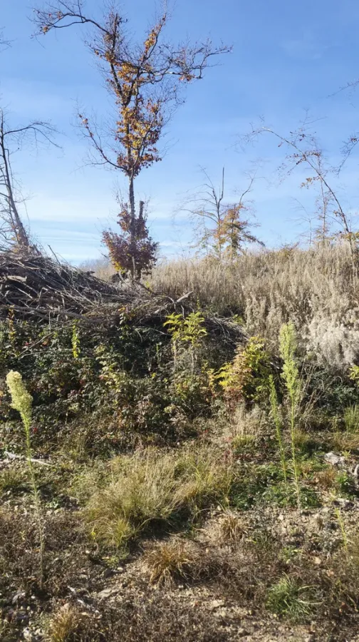Prodaja, plac, 1000m², Žirci, Kolašin