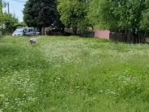 Izdavanje, plac, 2401m², Podgorica, Crna Gora - image 11