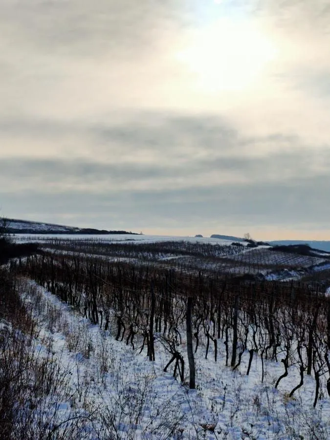 Prodaja, plac, 300m², Beočin, Srbija