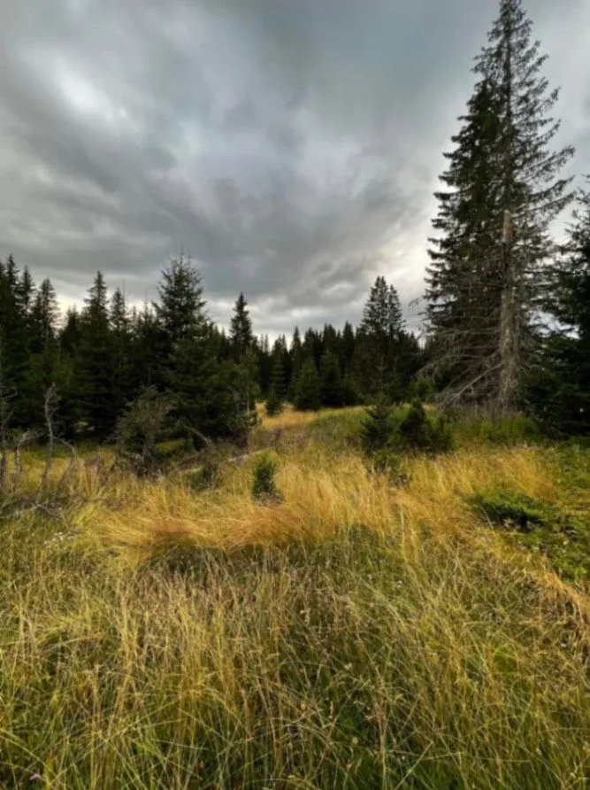 Prodaja, plac, 9000m², Nadgora, Žabljak