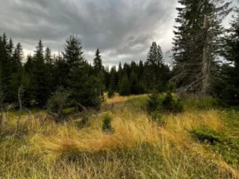 Prodaja, plac, 9000m², Nadgora, Žabljak - image 3