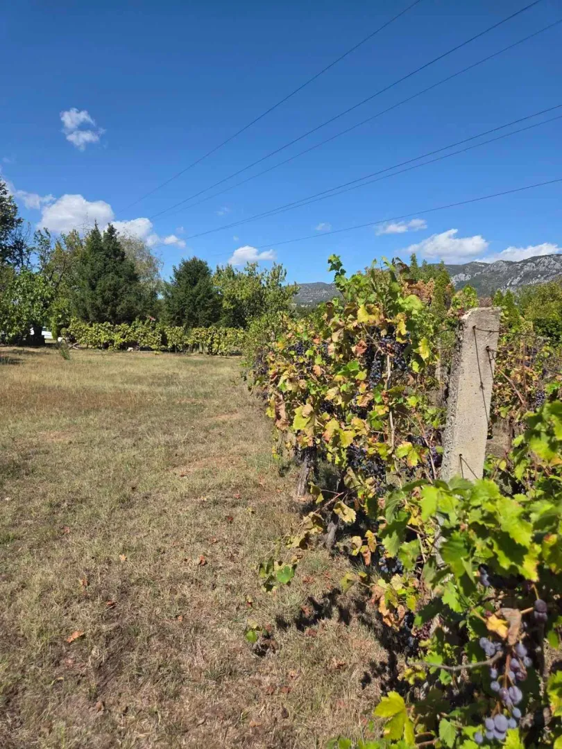 Zasađeni vinograd sa zrelim grožđem na placu.