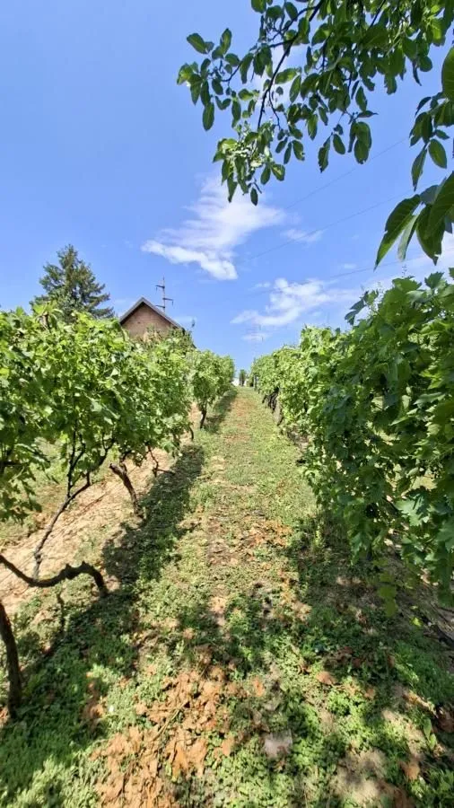 Prodaja, plac, 3000m², Bocke, Petrovaradin