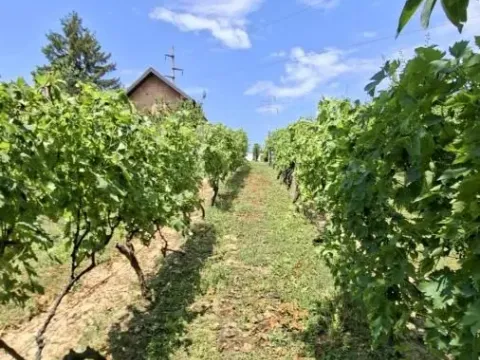 Prodaja, plac, 3000m², Bocke, Petrovaradin - image 16