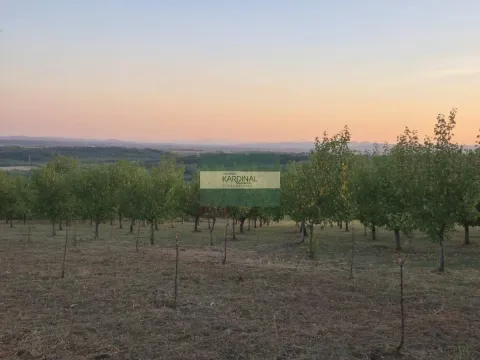 Prodaja, plac, 27920m², Siokovac, Jagodina - image 20