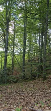 Gusta šuma sa visokim stablima i lišćem na tlu. - image 6