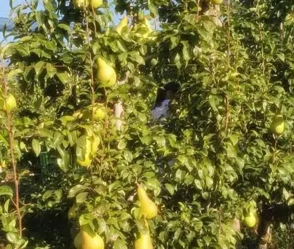 Prodaja, plac, 1030m², Sremska Mitrovica, Srbija - image 2