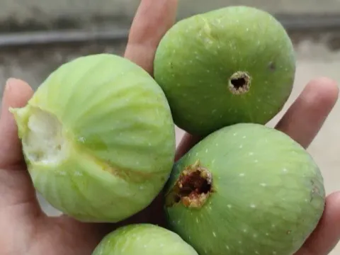 Prodaja, kuća, 113m², Kostanjica, Kotor - image 6