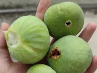 Prodaja, kuća, 113m², Kostanjica, Kotor - image 6