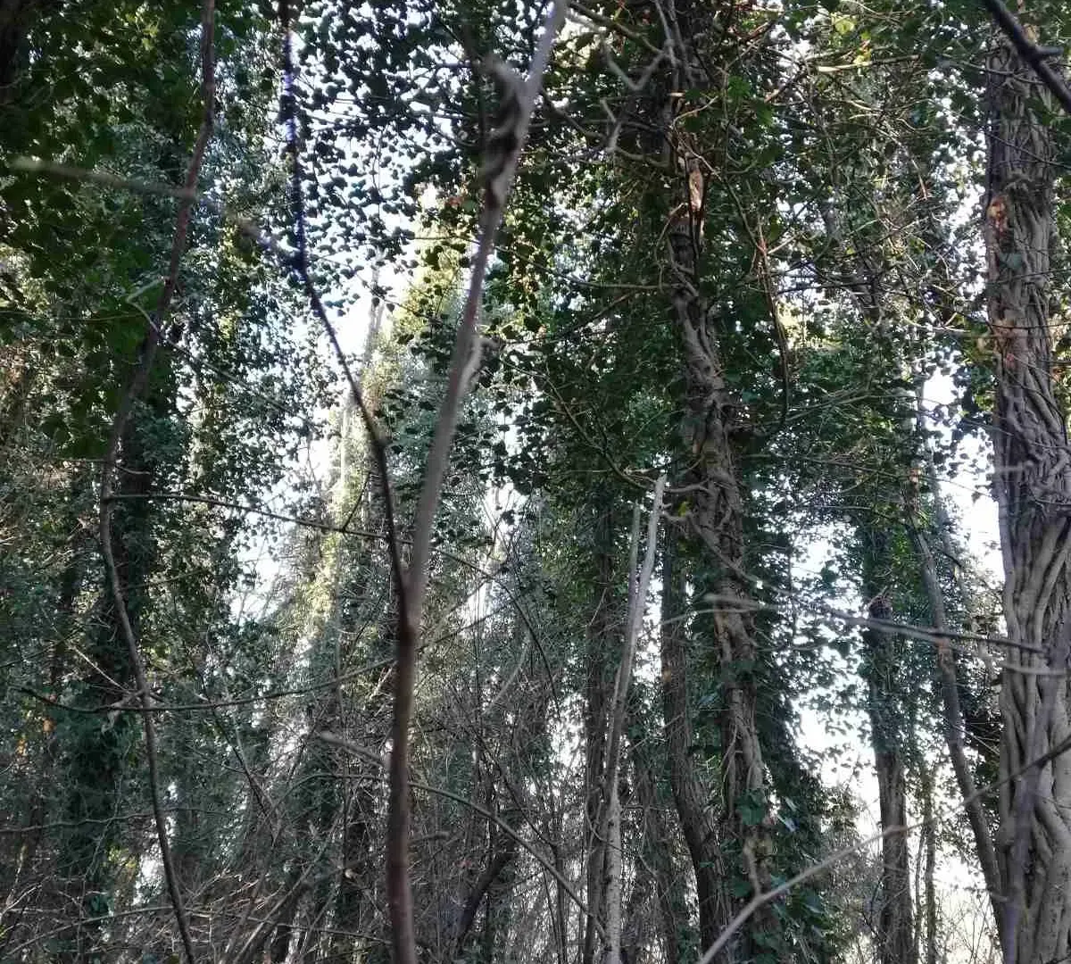 Prodaja, plac, 6100m², Orja Luka, Danilovgrad