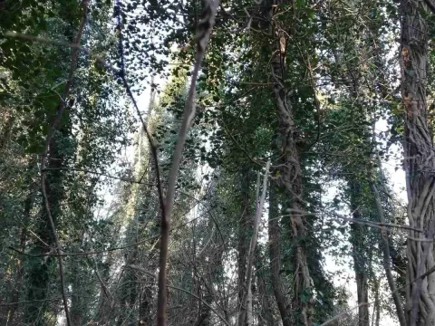 Prodaja, plac, 6100m², Frutak, Danilovgrad - image 7