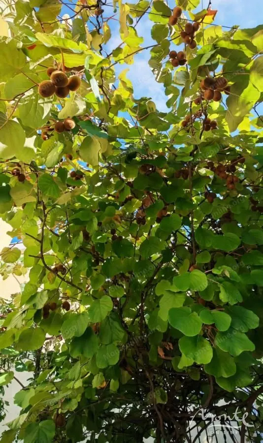 Zreo rod kivija na stablu u dvorištu.