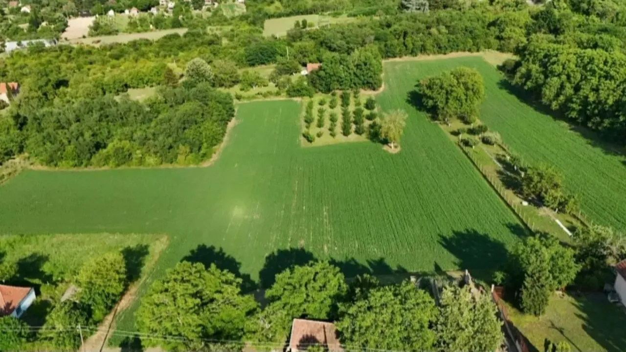 Sale, land lot, 77000m², Krčedin, Inđija