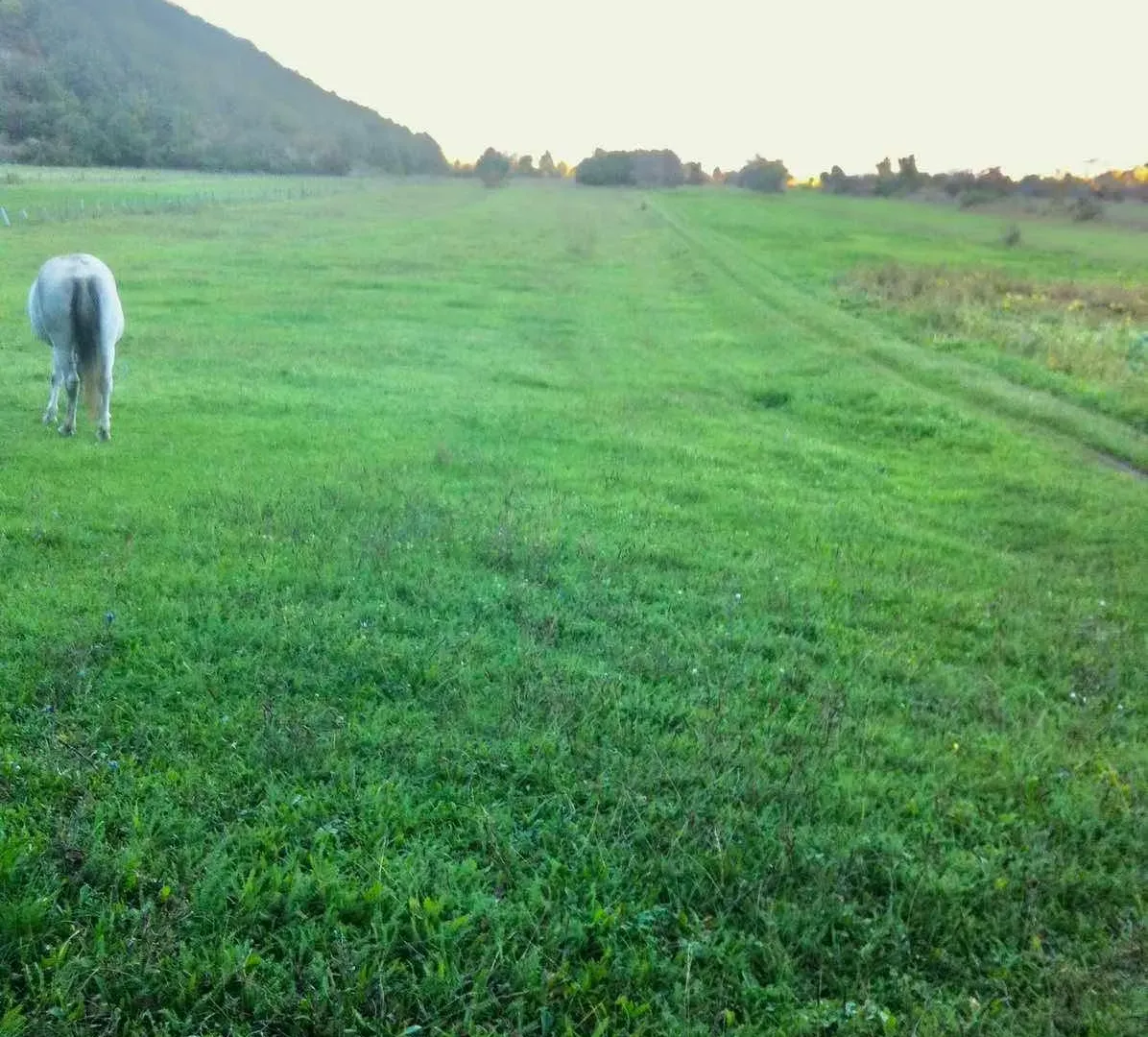 Prodaja, plac, 218000m², Nikšić, Crna Gora