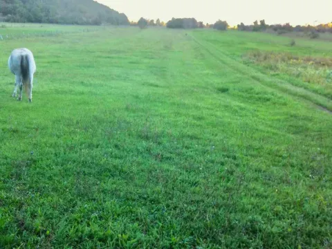 Sale, land lot, 218000m², Nikšić, Crna Gora - image 6