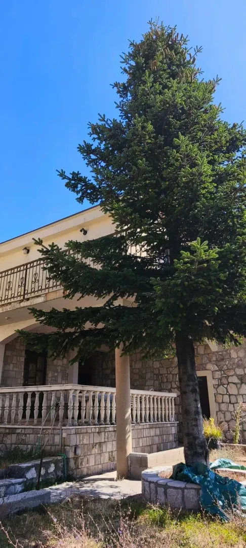Exterior of the house with a tree and a terrace.