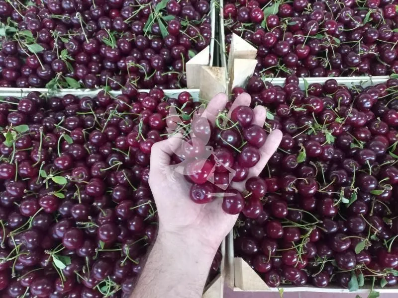 Sale, land lot, 13700m², Koraćica, Mladenovac