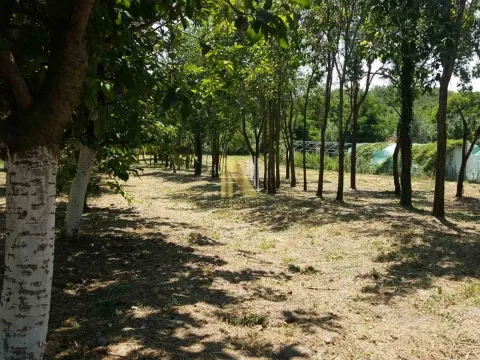 Plac sa voćnjakom i stablima drveća. - image 4