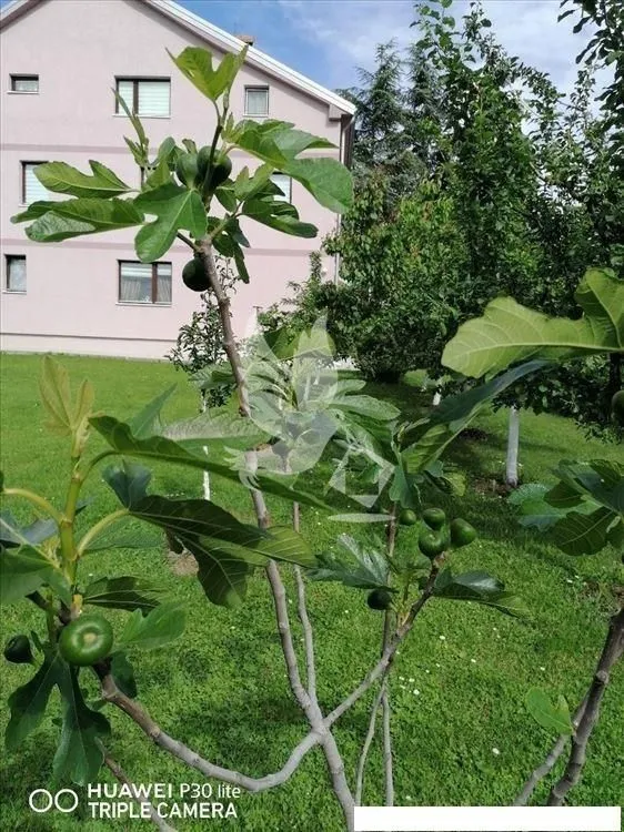 Prodaja, kuća, 275m², Sopot, Beograd