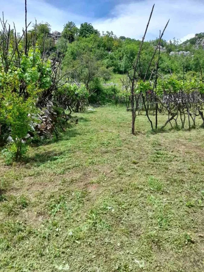 Prodaja, plac, 240000m², Štitari, Cetinje