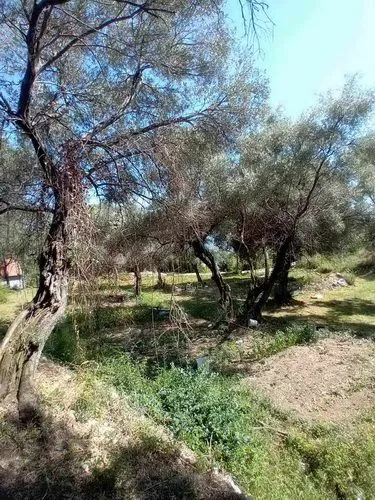 Prodaja, plac, 500m², Podi, Herceg Novi