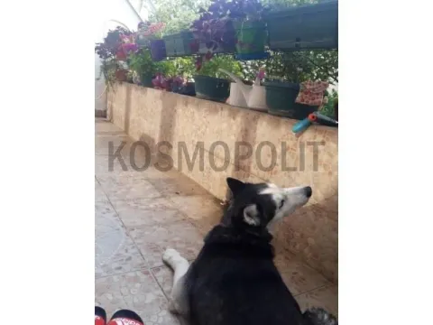 Sale, three bedroom apartment, 154m², Banovo Brdo, Beograd - image 16