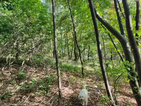 Sale, land lot, 1100m², Irig, Srbija - image 9