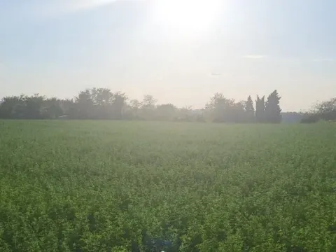 Prodaja, plac, 1438m², Petrovaradin, Novi Sad - image 6