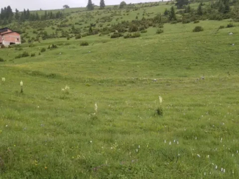 Sale, land lot, 1600m², Žabljak, Crna Gora