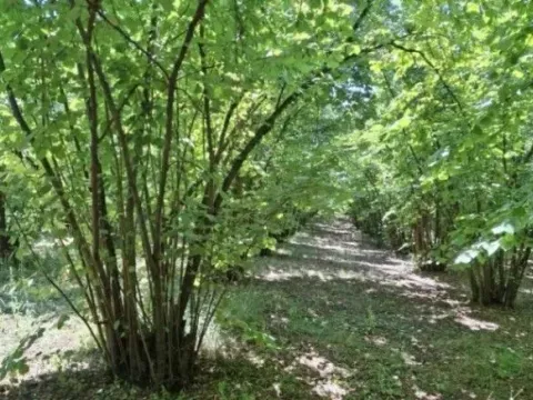 Prodaja, plac, 6140m², Baničina, Smederevska Palanka - image 2