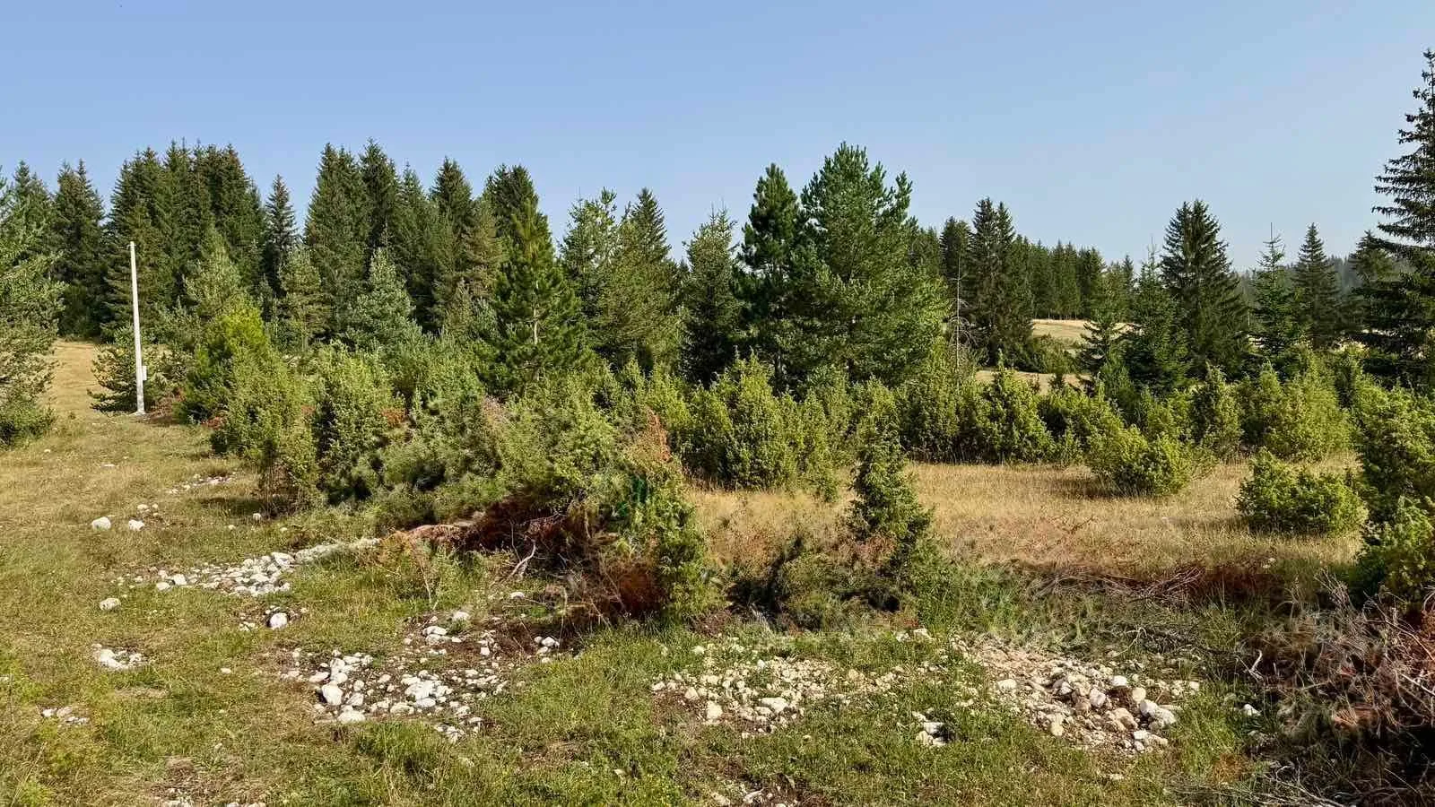 Pogled na prirodno okruženje sa travnatom površinom i šumom u pozadini.