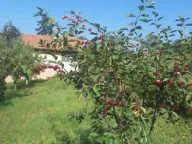 Prodaja, kuća, 40m², Brestovik, Grocka - image 3