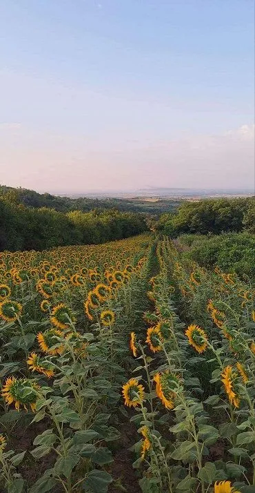 Prodaja, plac, 11894m², Banja Vrdnik, Irig