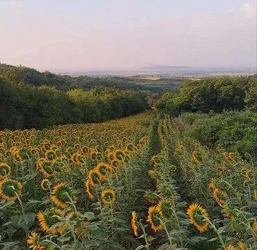 Sale, land lot, 11894m², Banja Vrdnik, Irig - image 7