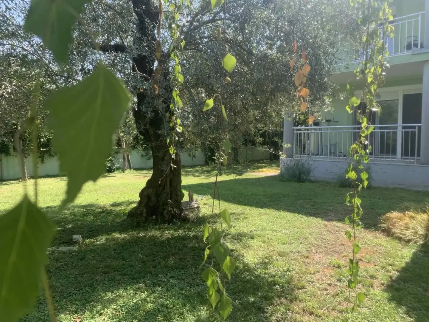 Zeleno dvorište sa drvećem ispred kuće.