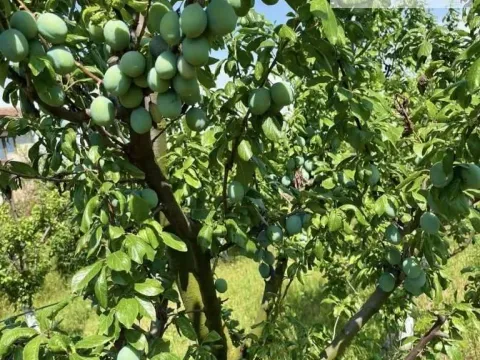 Prodaja, plac, 50000m², Skupljen, Vladimirci - image 5