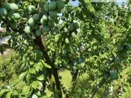 Prodaja, plac, 500m², Skupljen, Vladimirci - image 5