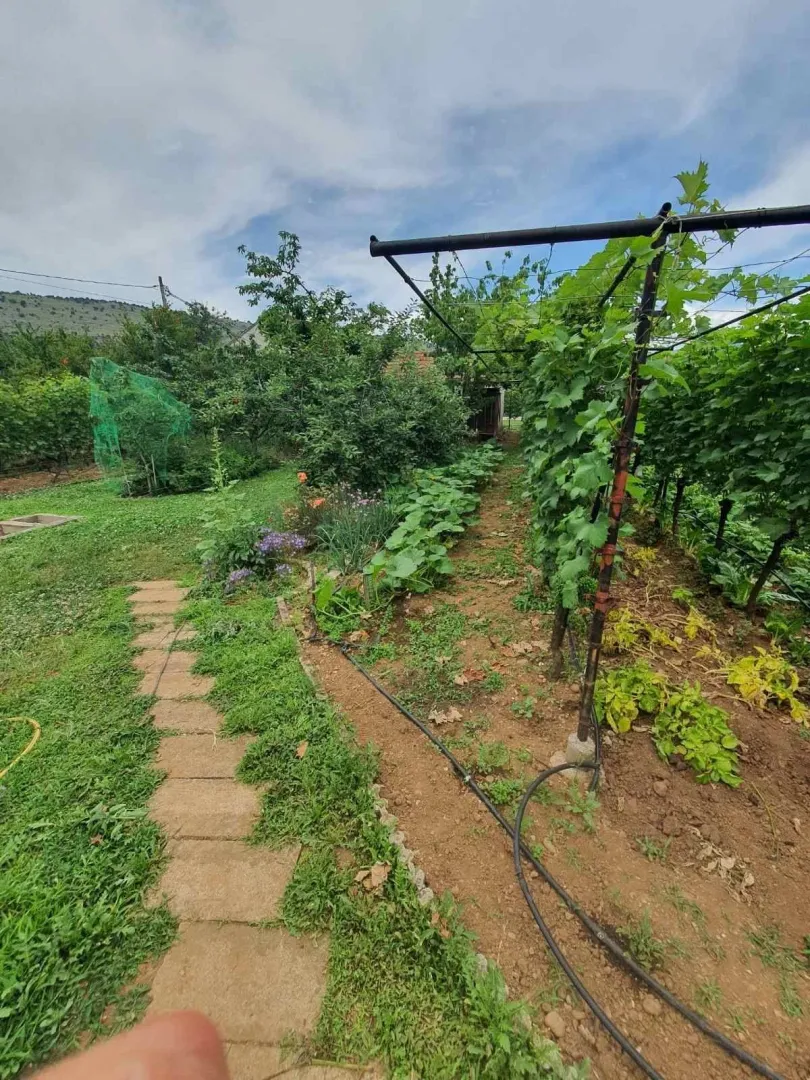 Dvorište sa baštom i vinovom lozom.