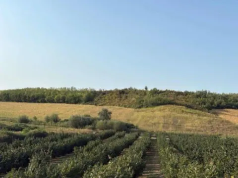 Sale, land lot, 37800m², Sremska Mitrovica, Srbija - image 10