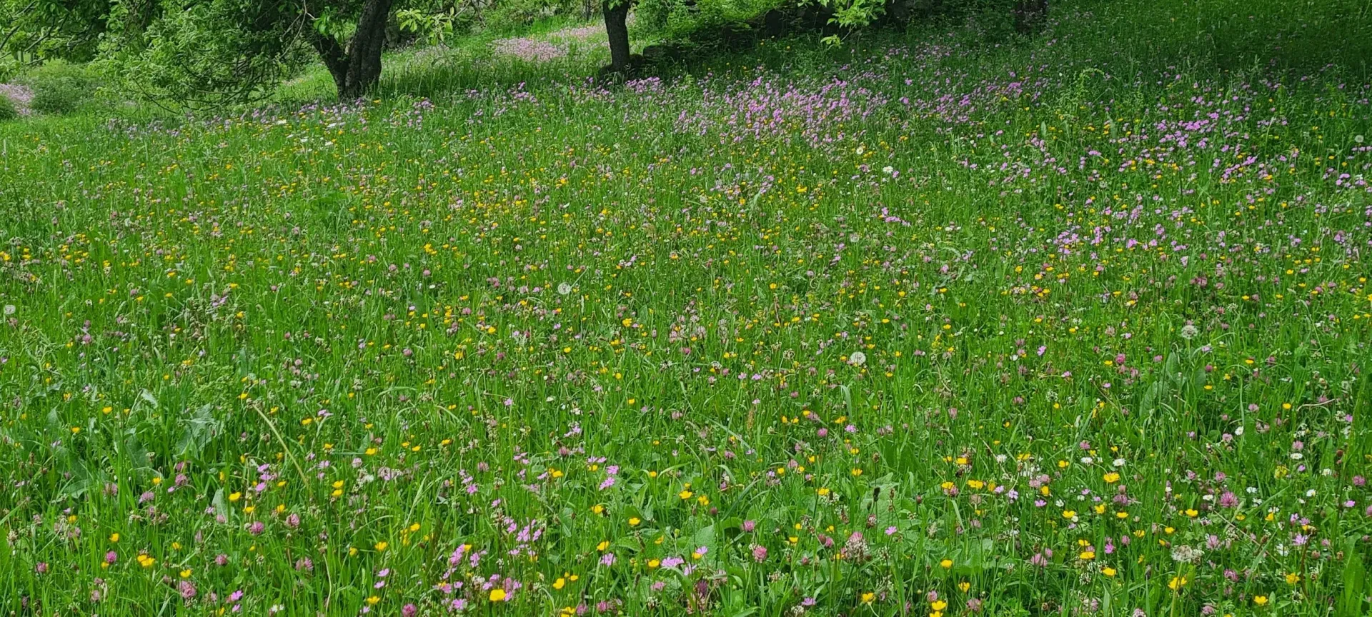 Zelena livada sa poljskim cvijećem i stablima u pozadini.