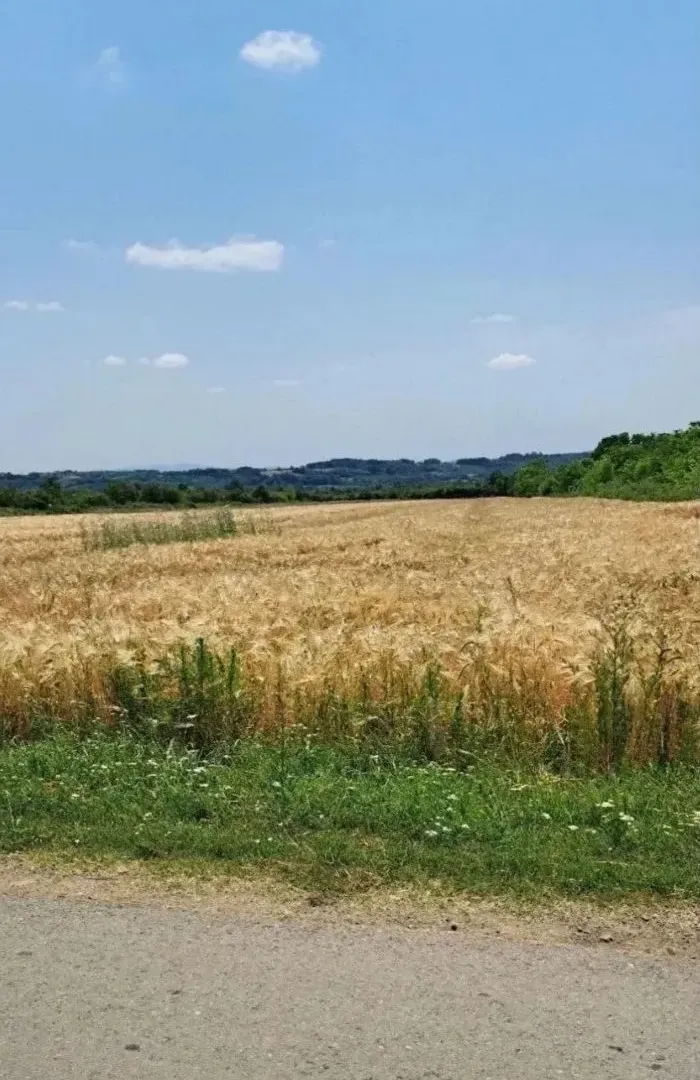 Prodaja, plac, 6000m², Veliki Borak, Barajevo