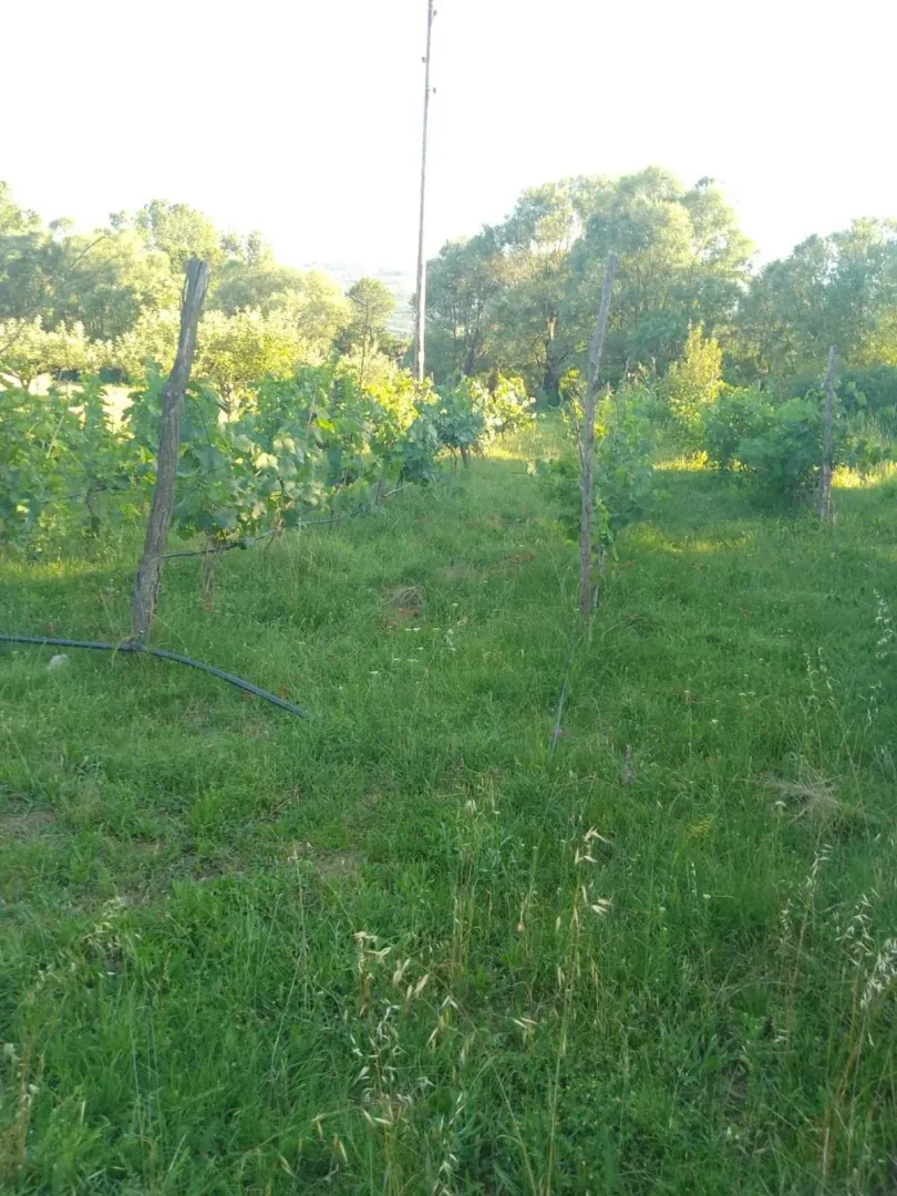 Zeleni plac sa zasadom vinove loze okružen drvećem.