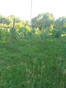 Zeleni plac sa zasadom vinove loze okružen drvećem. - image 2