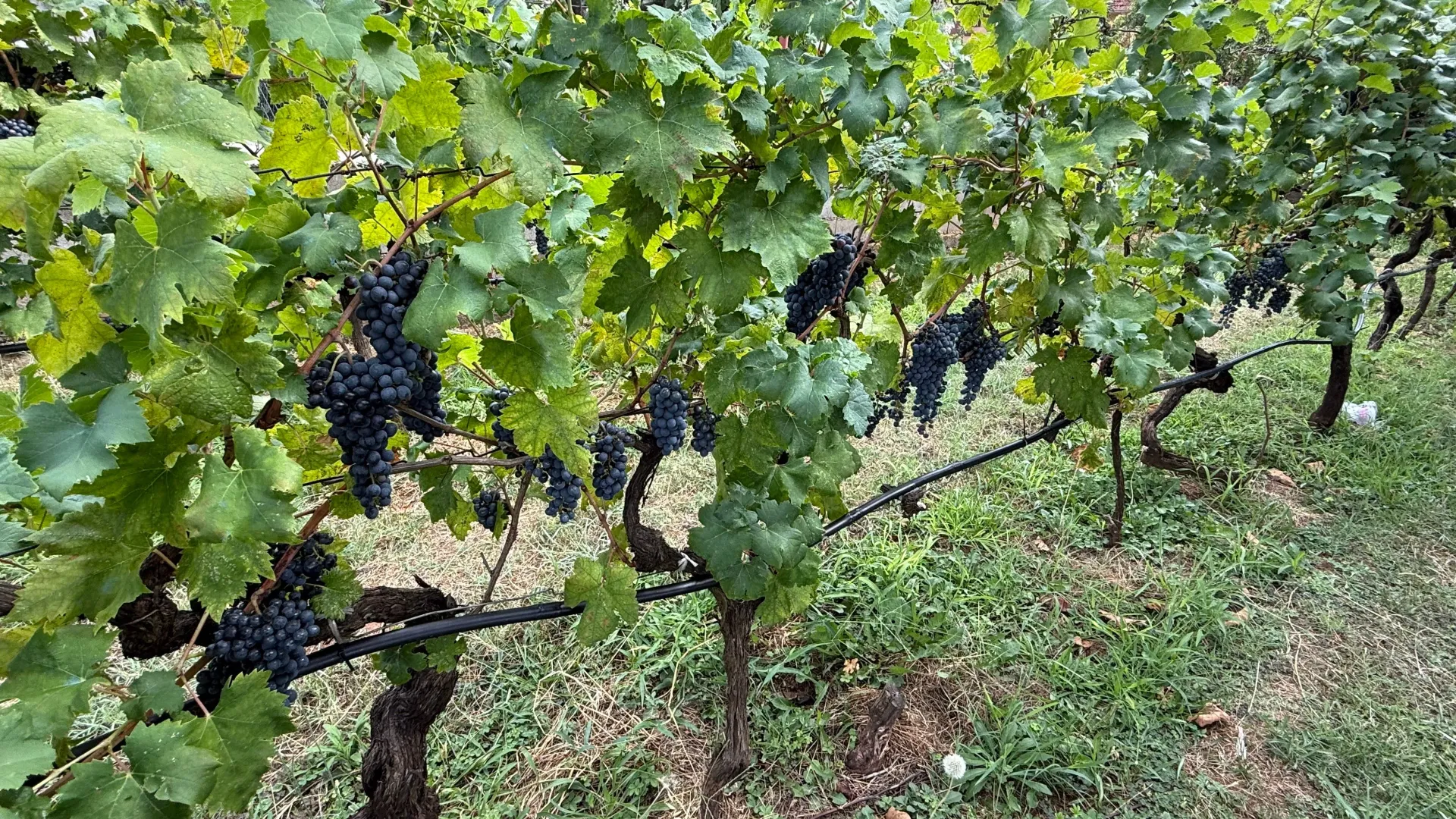 Prodaja, plac, 548m², Momišići, Podgorica