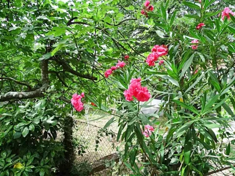 Prodaja, kuća, 78m², Orahovac, Kotor - image 24