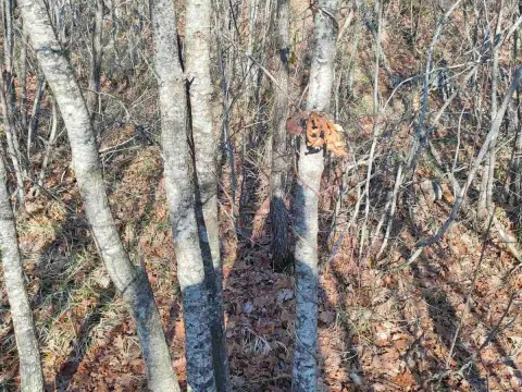 Prodaja, plac, 20937m², Cetinje, Crna Gora - image 5