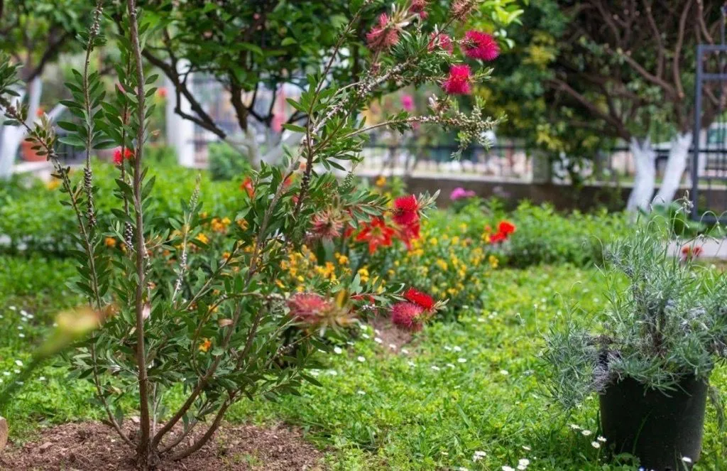 Landscaped yard with various plants and flowers.