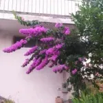 Rent, one bedroom apartment, 67m², Petrovac, Budva - image 15