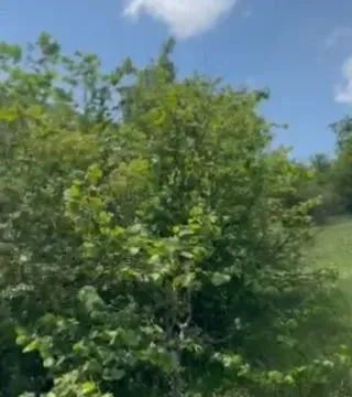 Prodaja, plac, 989m², Zlatibor, Srbija - image 7